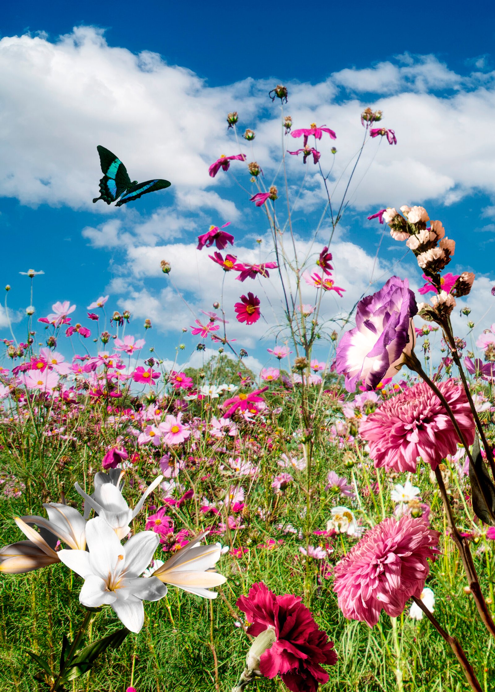 spring-scene-with-flowers-butterfly
